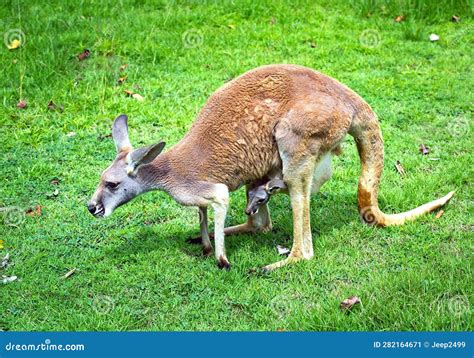 Red Kangaroo, Mother and Baby are Resting. Stock Image - Image of wild, mammal: 282164671