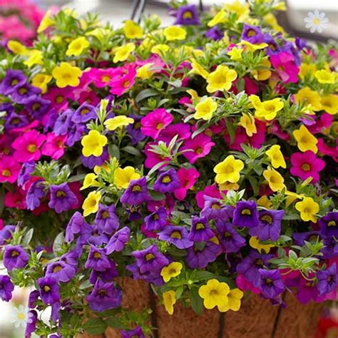 Trailing Mini Petunia Million Bells Collection