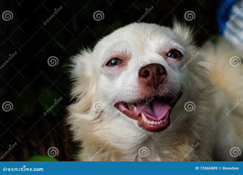 Chihuahua Small Dog Happy Smile Stock Image - Image of grooming ...