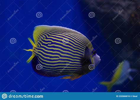 The Emperor Angelfish Pomacanthus Imperator Stock Photo Image Of