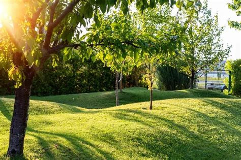 Niskie drzewa ozdobne do ogrodu Małe drzewka ozdobne 2025 Gardenowa