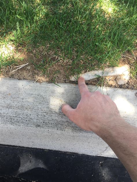 This Root Outside My Office Looks Like A Dildo R Mildlyinteresting