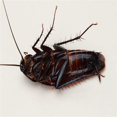 Types Of Cockroaches How To Identify Cockroach Species