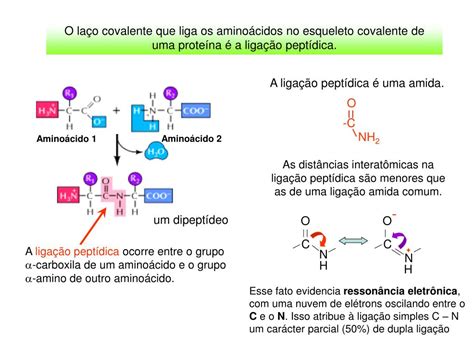 PPT Aminoácidos e a Ligação Peptídica a base estrutural das