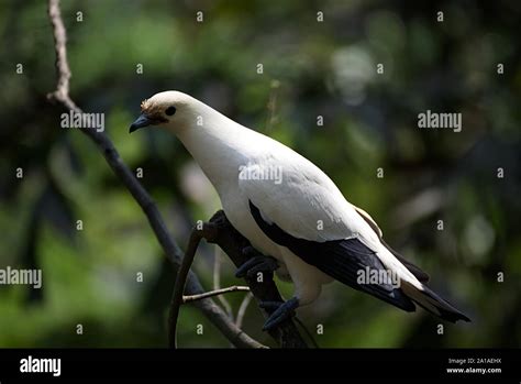 White Bird Wing