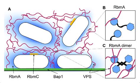 Inside A Biofilm A Vibrio Cholerae White Secretes Four Main Matrix