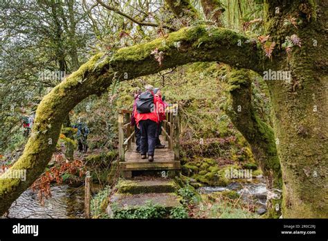 Group Of Walkers On A Footbridge Crossing A Woodland Stream In Cwm