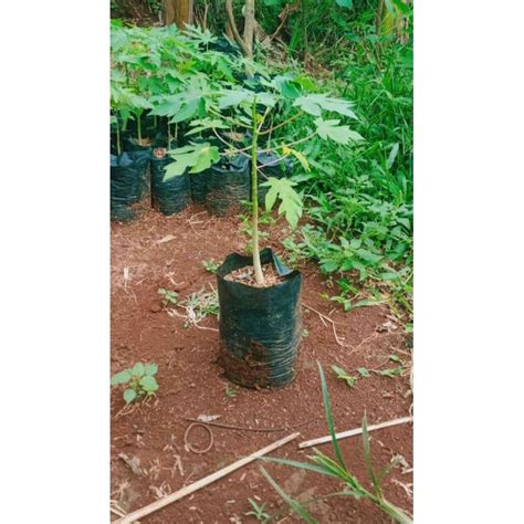 jual pohon pepaya california bibit tanaman hias shopee indonesia