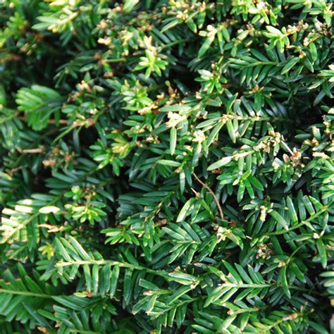 Online Eibenhecken Kaufen Taxus Hecke