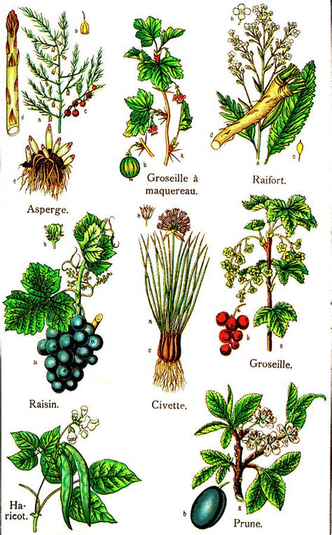 Examples Of Edible Plants