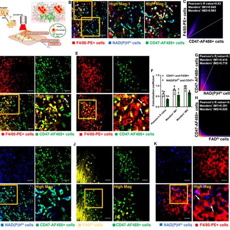 Metabolic Profiling By Intravital NAD P H Autofluorescence Imaging