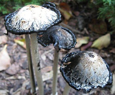 Coprinus comatus: The Shaggy Mane Mushroom Benefits & Identification