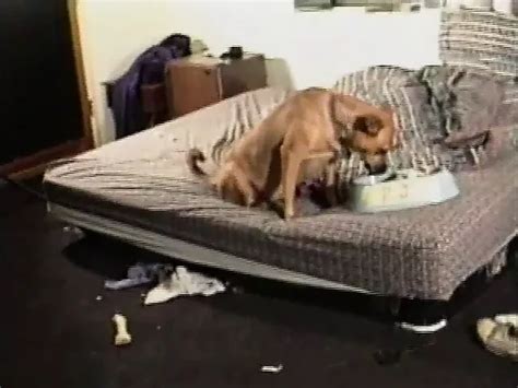 Bionca Seven Threesome Porn Videos XHamster