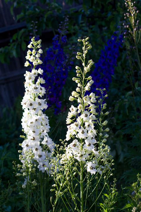 Новозеландские дельфиниумы