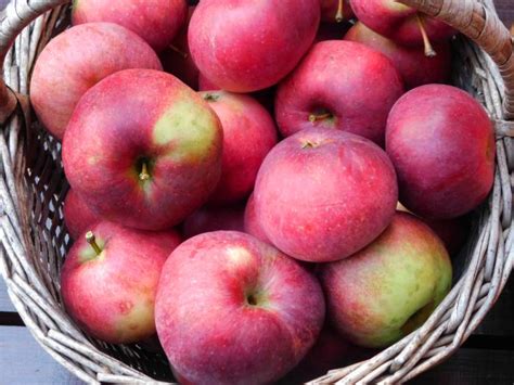 Молодильное яблочко: tasha_jardinier — LiveJournal