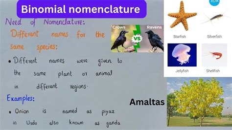 Binomial Nomenclature Nomenclature Class 11 Youtube