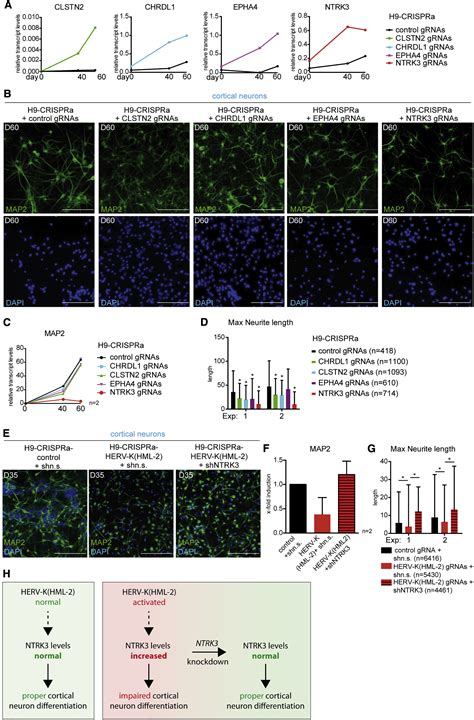 Activation Of Herv K Hml Disrupts Cortical Patterning And Neuronal