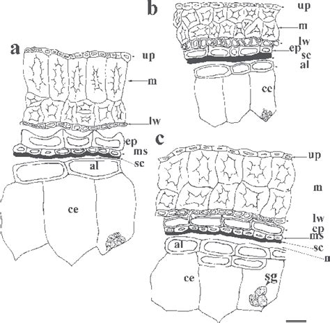 Anatomy of caryopsis. a. Echinochloa oryzicola, b. E. crus-galli, c. E ...