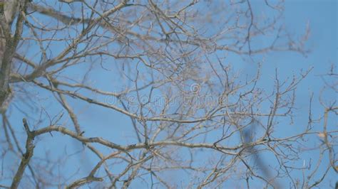 Oak Leafless Branches Against A Background Of Blue Sky With Clouds At Sunset Naked Branches Of