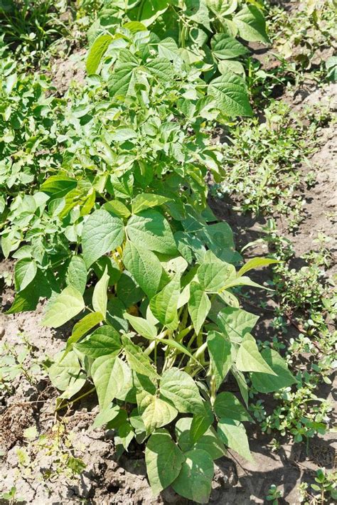 common beans bush in garden 11925186 Stock Photo at Vecteezy