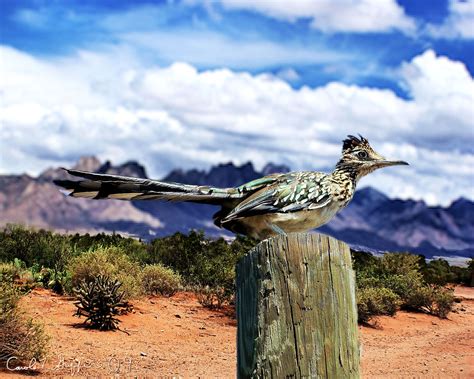 New Mexico State Bird Identification