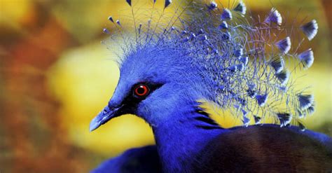 7 Of The Most Exotic Pet Birds For You | 2024