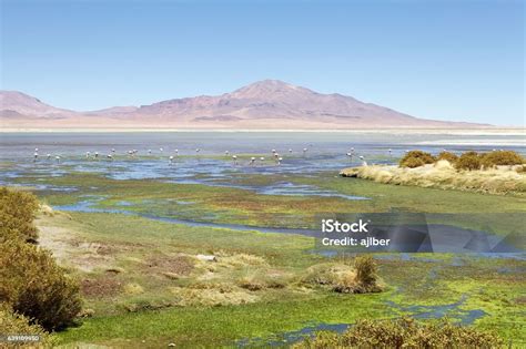 los flamencos national reserve chile stock photo  image