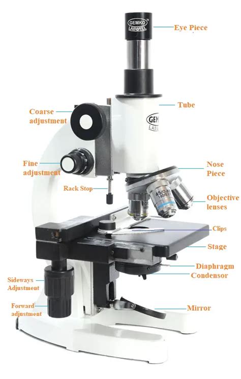 Compound Light Microscope Parts Labeled | Shelly Lighting