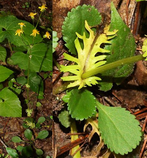 Maryland Biodiversity Project Round Leaved Ragwort Packera Obovata