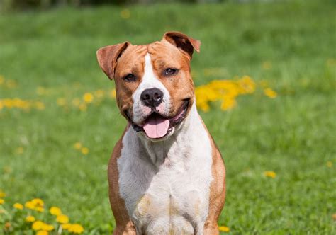 Pitbull : origines, caractéristiques, santé et soins - Blog Ultra ...