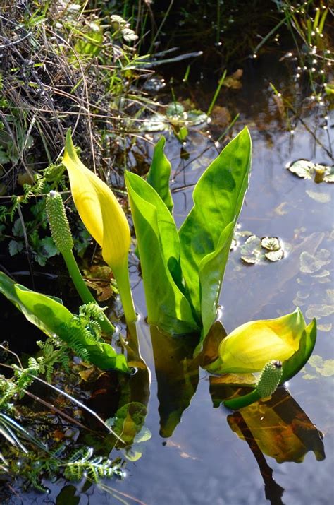 Western Skunk Cabbage Mendonoma Sightings