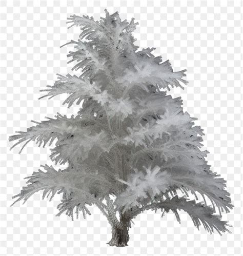 PNG Outdoors nature frost tree. | Free PNG - rawpixel