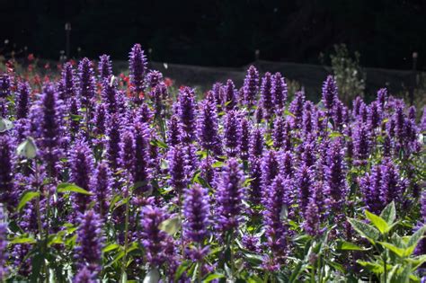 Agastache ‘royal Sceptre Lambley Nursery