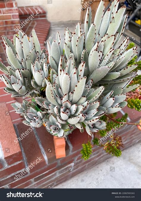 Tiny Hairy Pussy Close Pictures Royalty Free Images Stock Photos