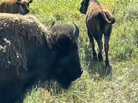 summer slinks   buffalo hooves  lise mcclendon