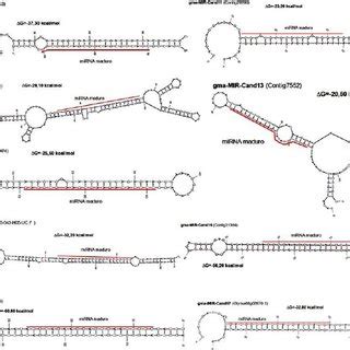 Secondary Structures Of Pre MiRNAs And Mature MiRNAs Predicted In
