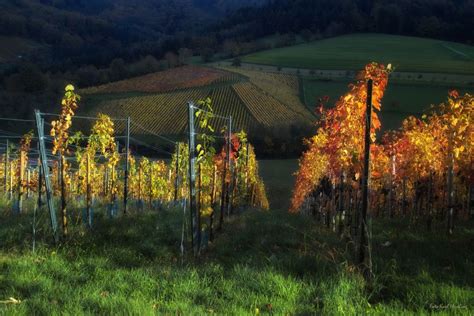 Herbstlicht Foto & Bild | landschaft, jahreszeiten, herbst Bilder auf ...