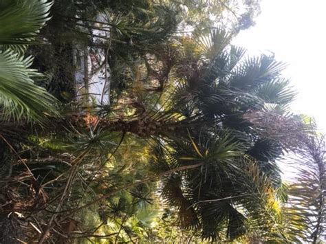 Livistonia Australis Discussing Palm Trees Worldwide Palmtalk