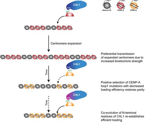 Co Evolving CENP A And CAL1 Domains Mediate Centromeric CENP A