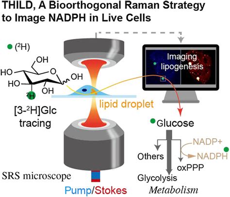 Live Cell Imaging Of Nadph Production From Specific Pathways Ccs