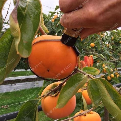 Mùa Hồng Giòn Hot House New Zealand 2025 Hồng Giòn Thượng Hạng