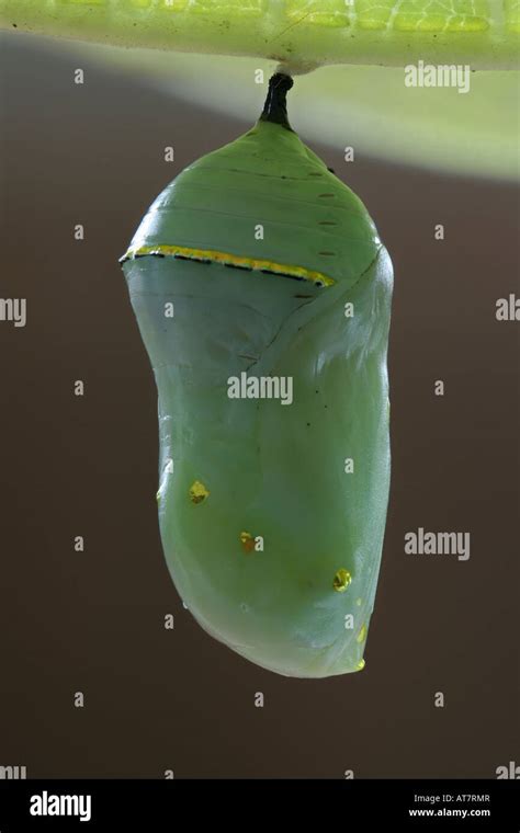 Chrysalis Of A Monarch Butterfly Danaus Plexippus Stock Photo Alamy
