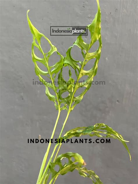Monstera Obliqua Peruvian – INDONESIAPLANTS