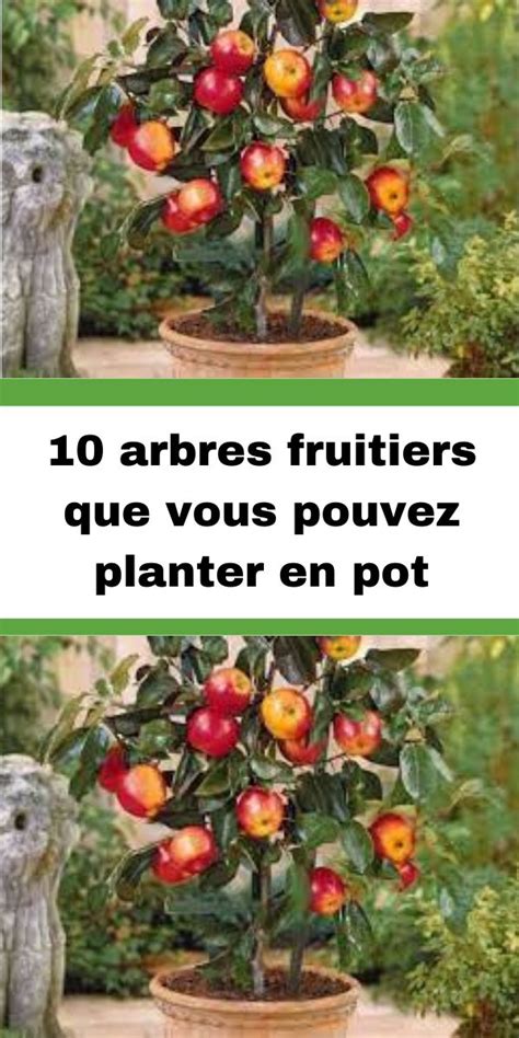 Arbres Fruitiers Que Vous Pouvez Planter En Pot Arbre Fruitier