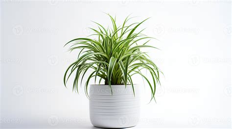 Photo of Spider Plant in minimalist pot as houseplant for home