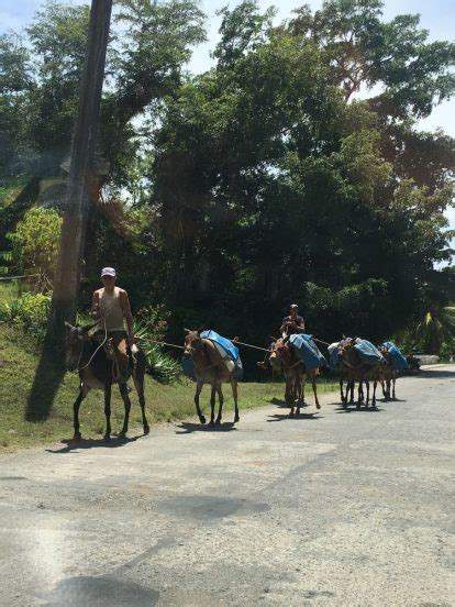 mule train cuban studies