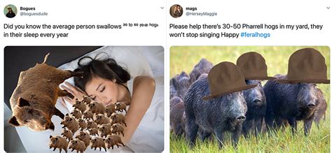 Whats The Best Way To Combat 30 50 Feral Hogs In Your Yard These 15