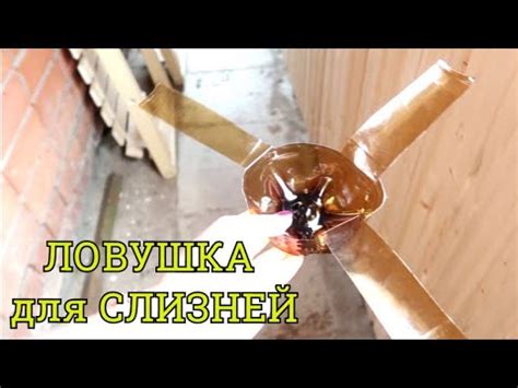 Как сделать ЛОВУШКУ для СЛИЗНЕЙ - YouTube