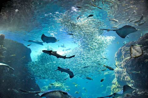 新江ノ島水族館【藤沢市】｜体験・観光スポット ｜【公式】神奈川県のお出かけ・観光・旅行サイト「観光かながわNOW」