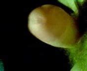 Walenie Konia Free Solo Man Porn Video F Xhamster